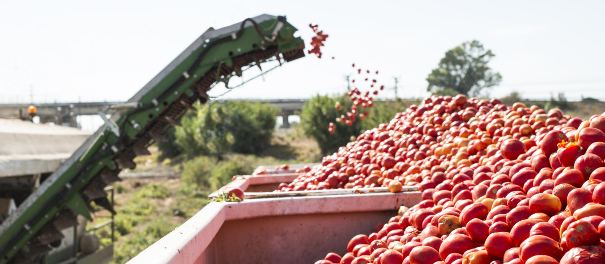 Recolección de tomate para industria en Extremadura