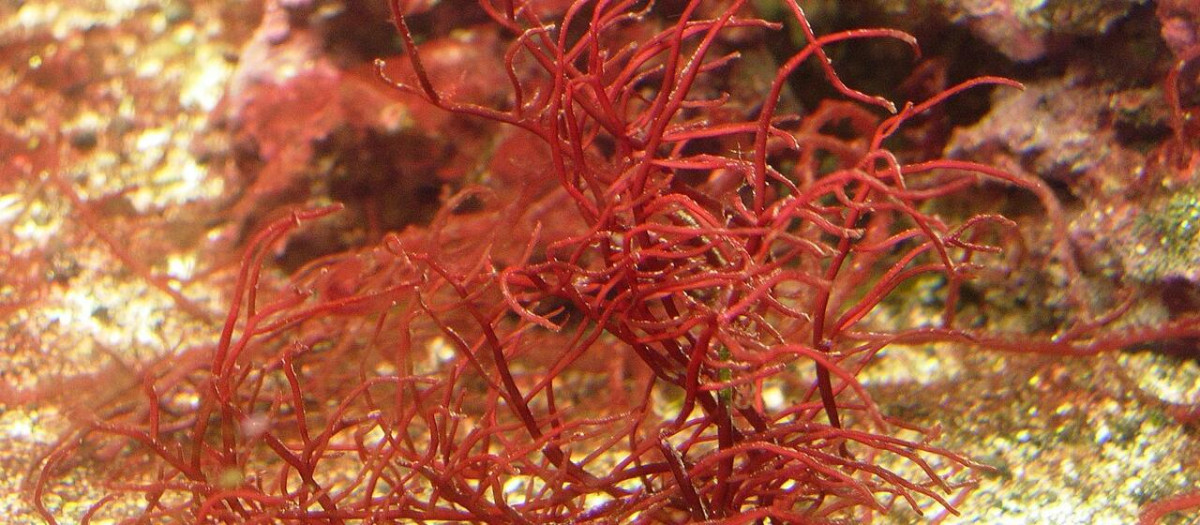 Ejemplar de alga roja o rodófita