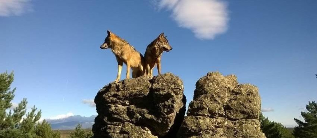 Dos lobos ibéricos sobre una roca