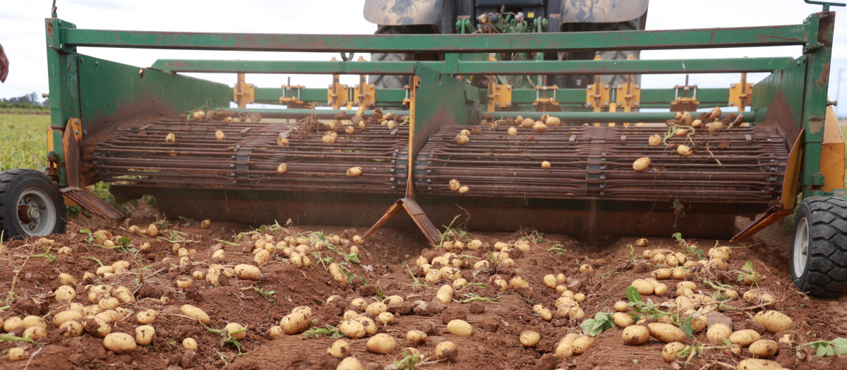 Cosecha de la patata en Andalucía