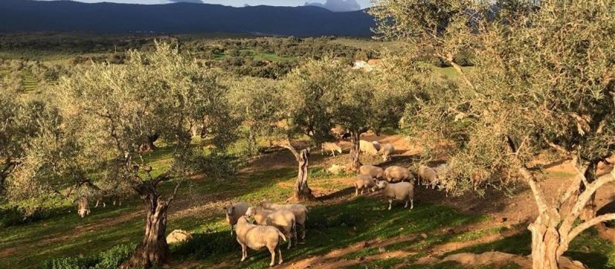 Olivar en Sierra de Gata, Cáceres
