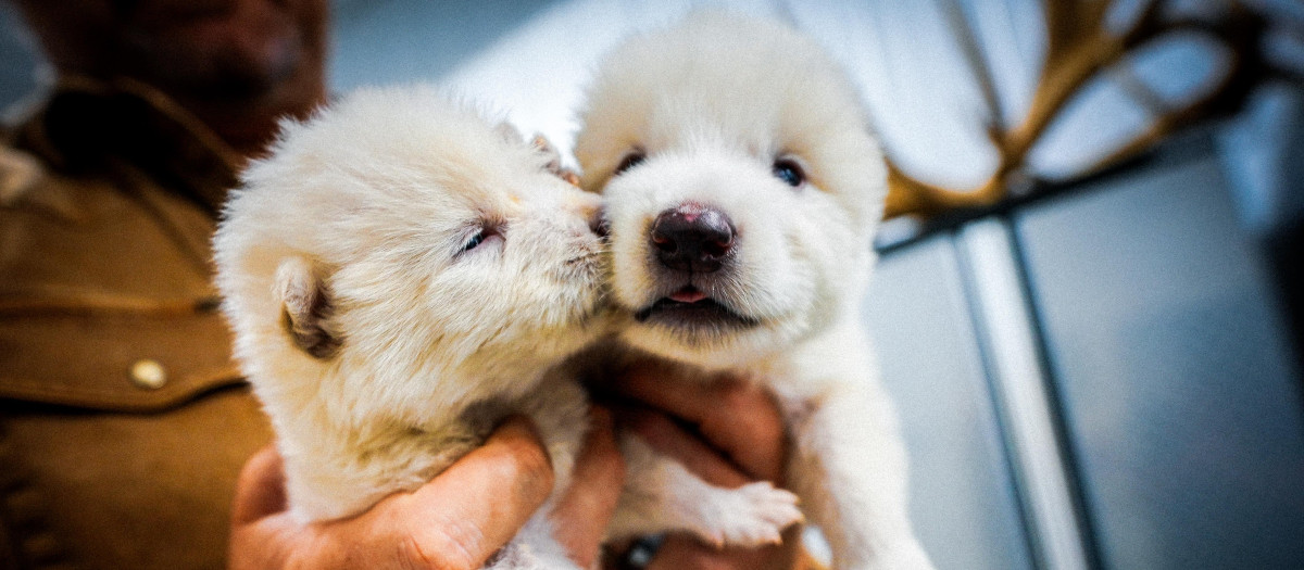 Fotografía cedida por la empresa Colossal Biosciences de los dos cachorros de lobo huargo, Rómulo y Remo, de un mes de edad nacidos el 1 de octubre de 2024