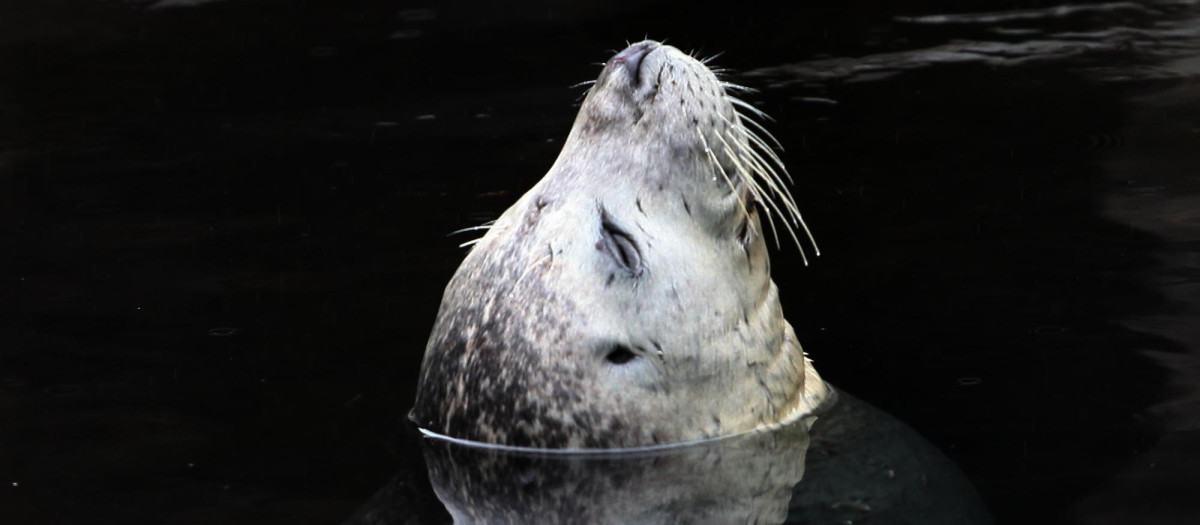Las focas calculan cuándo salir a la superficie a través del oxígeno de su sangre