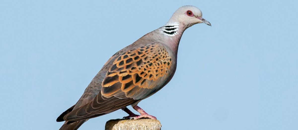 Ejemplar de tórtola europea (Streptopelia turtur).