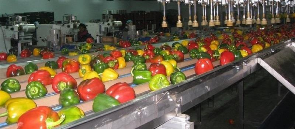 Pimientos en una planta de Alhóndiga La Unión, en Almería