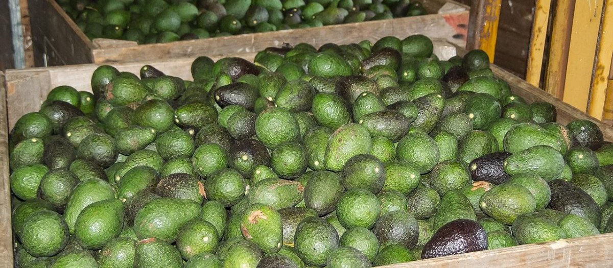 Caja de aguacates