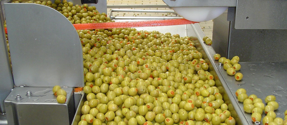 Envasado de aceitunas de mesa
