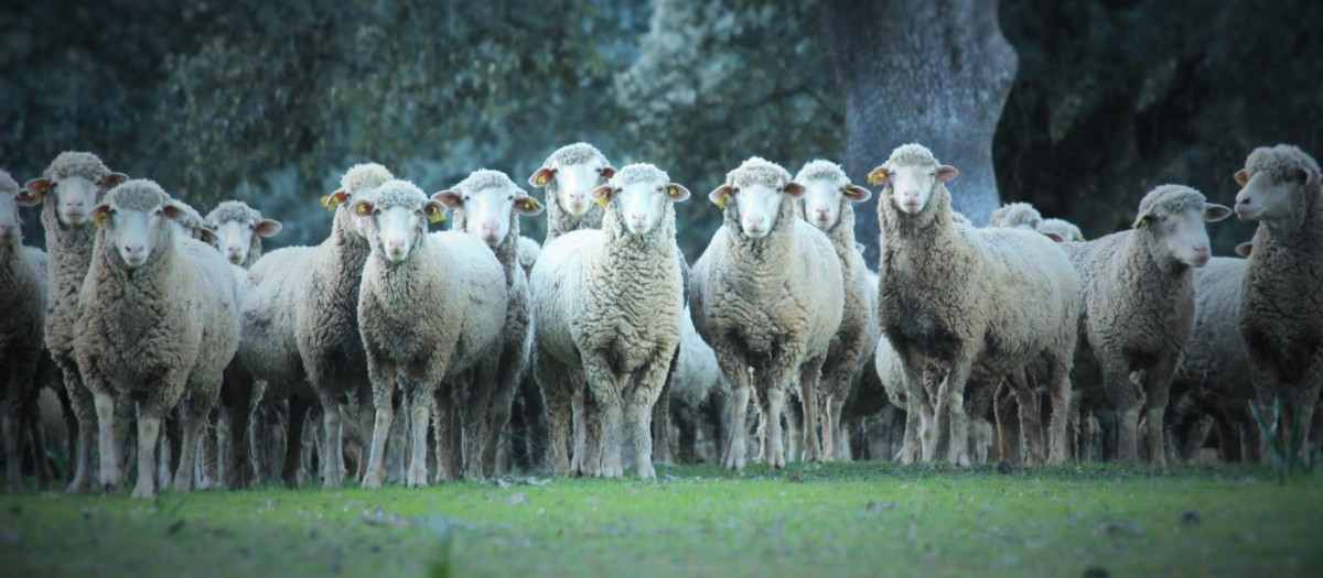 Ovejas de raza merina en Extremadura