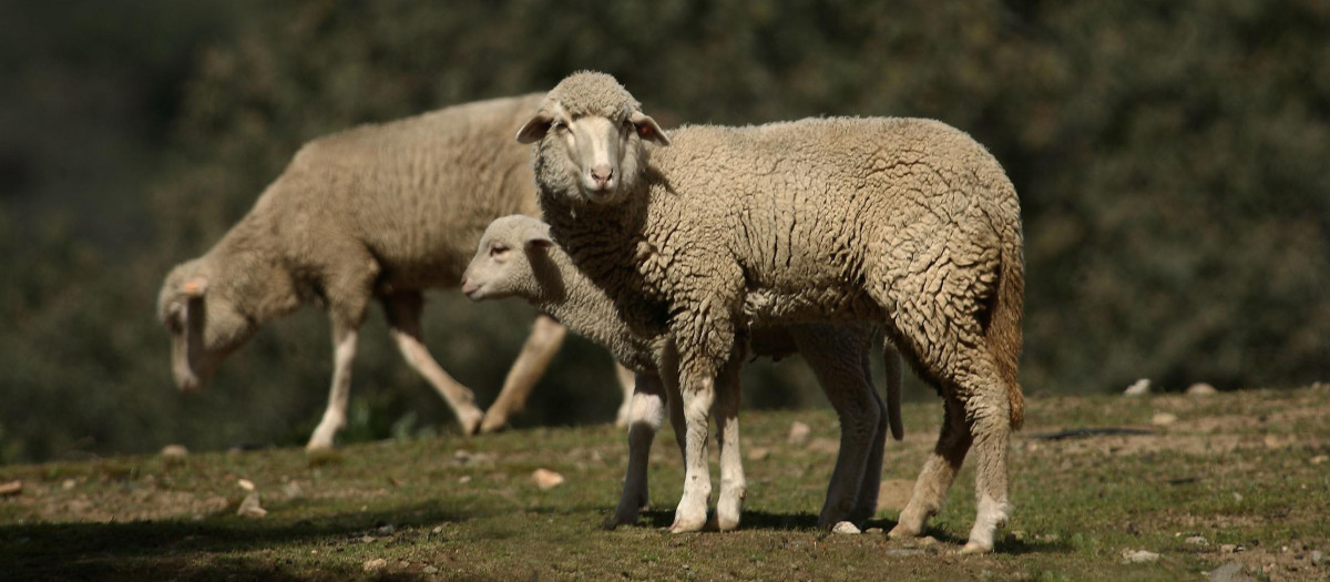 Ovejas y un cordero pastando en España