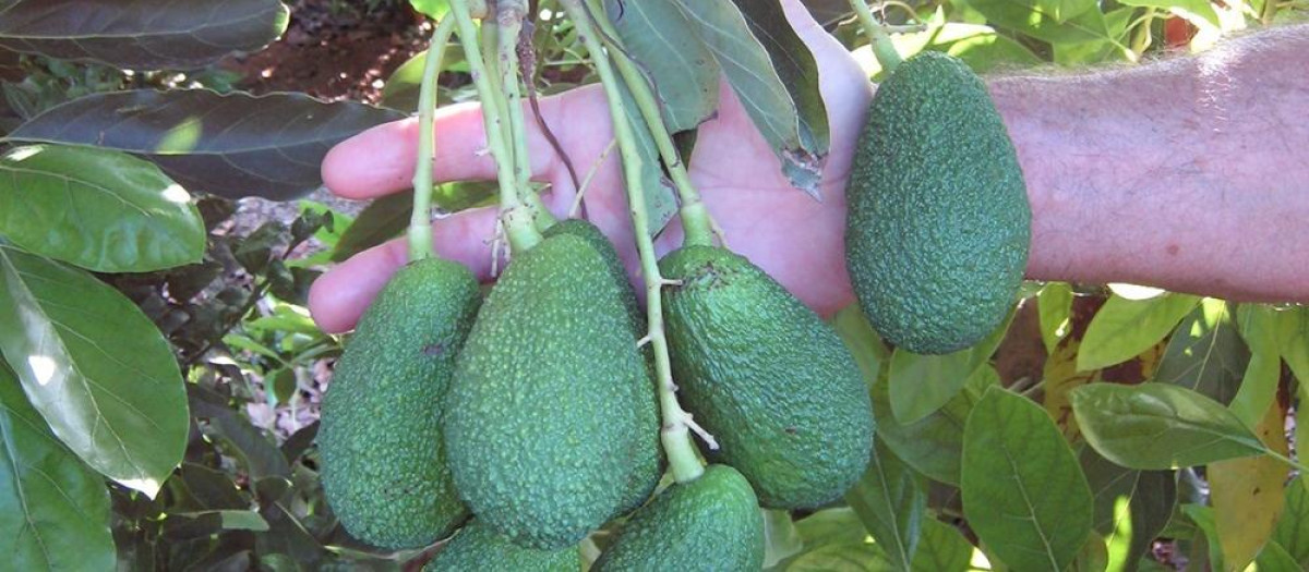 Aguacate en el campo valenciano
