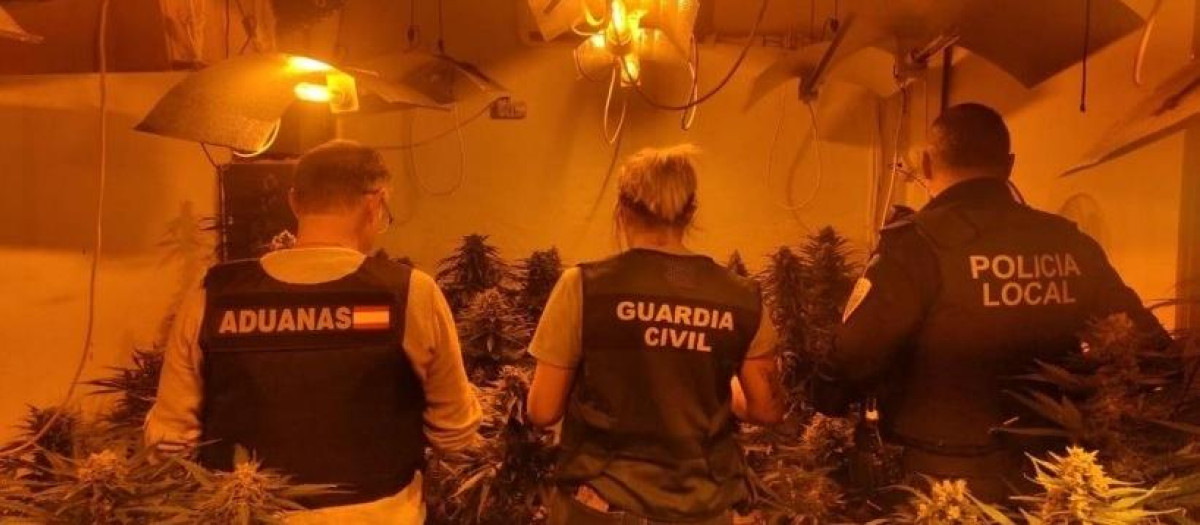 Agentes en una plantación bajo techo de marihuana en Guadalajara.
REMITIDA / HANDOUT por AGENCIA TRIBUTARIA
Fotografía remitida a medios de comunicación exclusivamente para ilustrar la noticia a la que hace referencia la imagen, y citando la procedencia de la imagen en la firma
25/4/2025