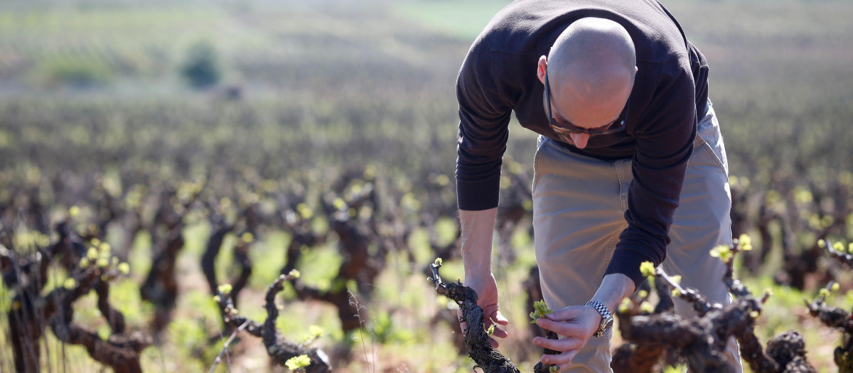 Una persona trabaja las cepas viejas del viñedo familiar en Bembibre, en Castilla y León