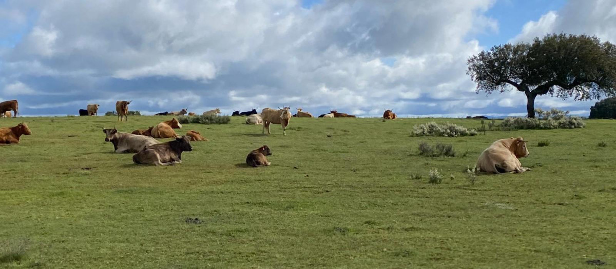 Ganadería extensivo de bovino en la provincia de Salamanca