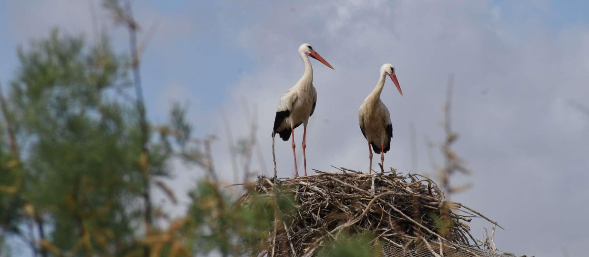Asentamiento de cigüeñas blancas silvestres