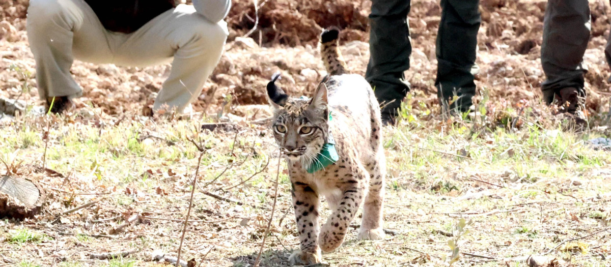 Uno de los nuevos linces que pueblan Castilla y León