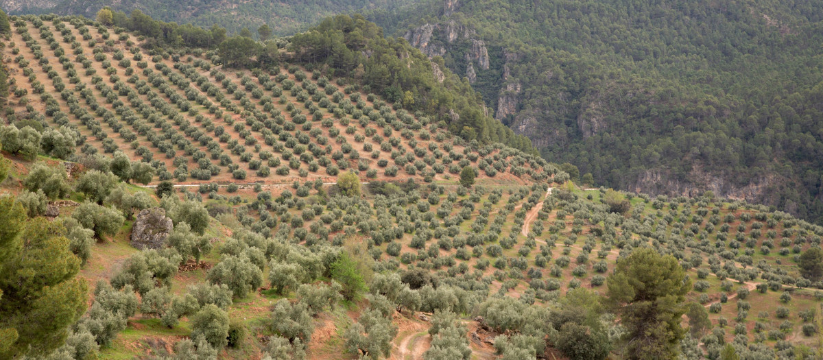Olivar de montaña en Jaén