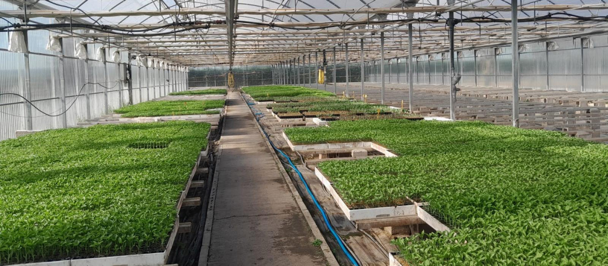 Algunas de las frutas y verduras revividas por la Comunidad de Madrid