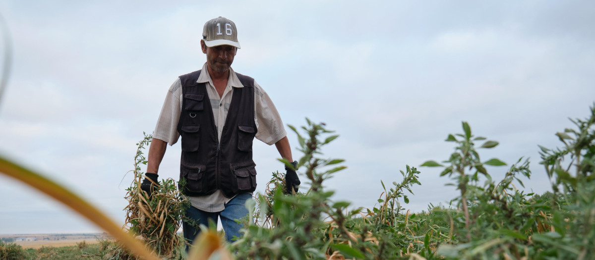 Un agricultor durante la recogida del ajo morado en Castilla-La Mancha
