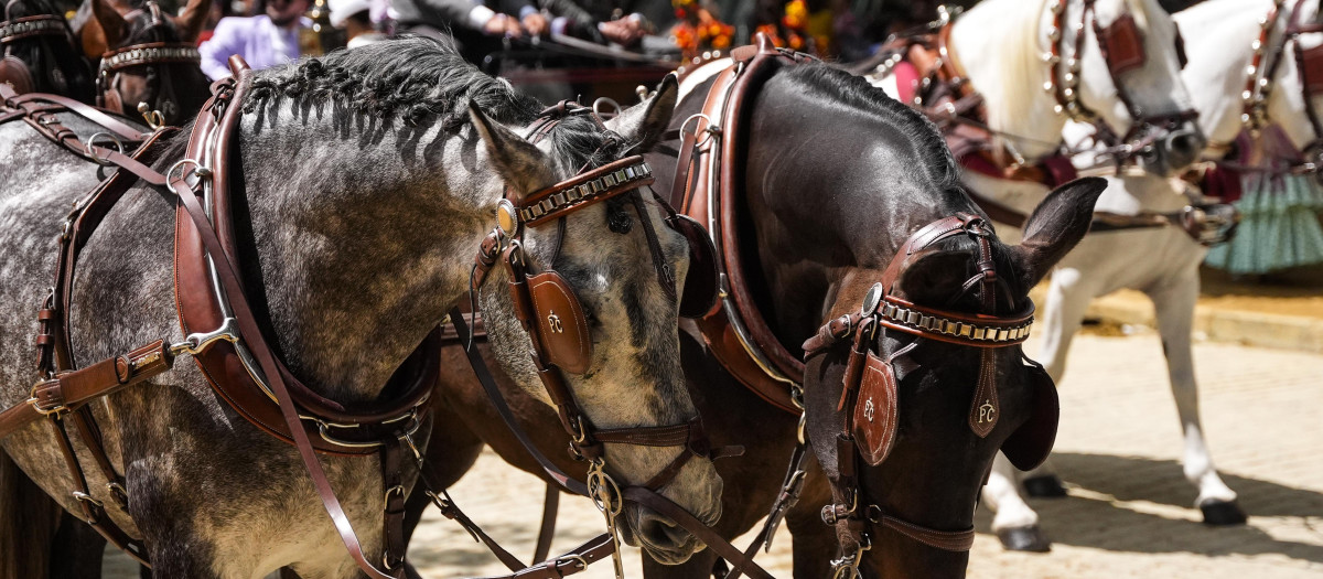 Detalle del paseo de caballos en el Real de la Feria de Abril de Sevilla