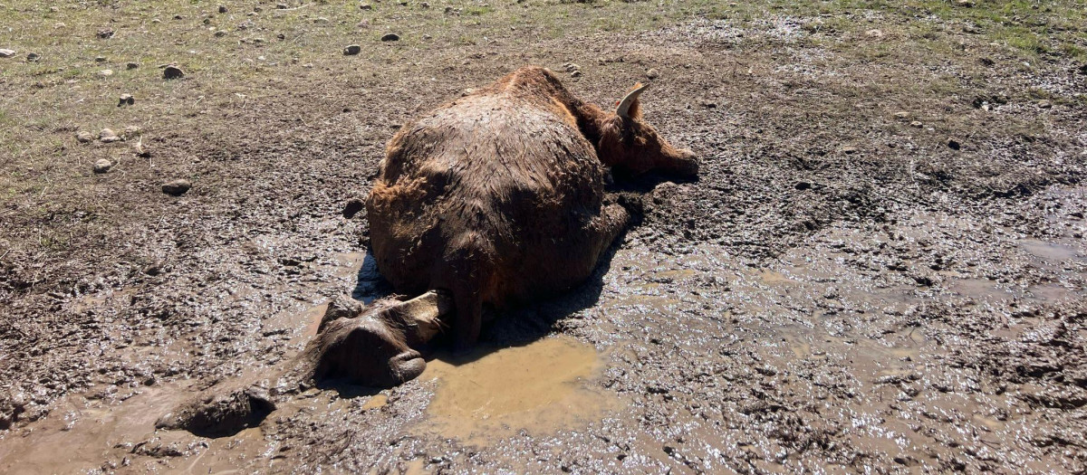 Ataque mortal de buitres a una vaca y su ternero en Salamanca