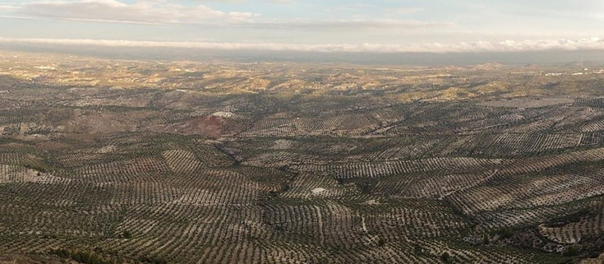 Vista panorámica de olivares en la provincia de Jaén