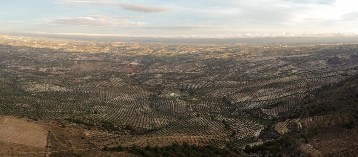 Vista panorámica de olivares en la provincia de Jaén