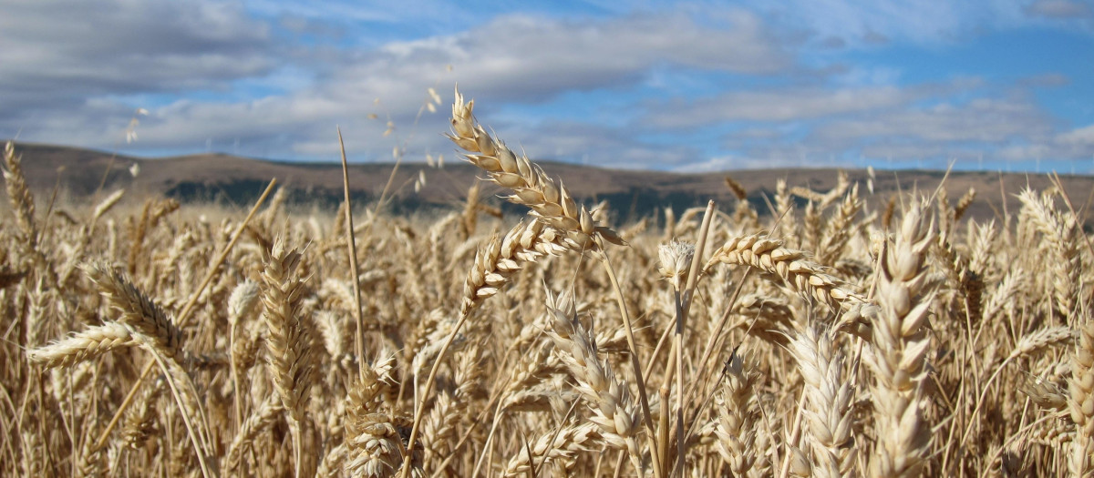 Espigas de trigo en el campo