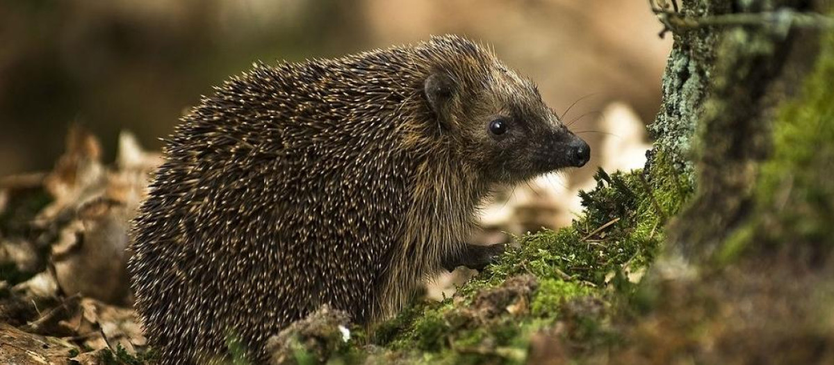 Erizo de la especie