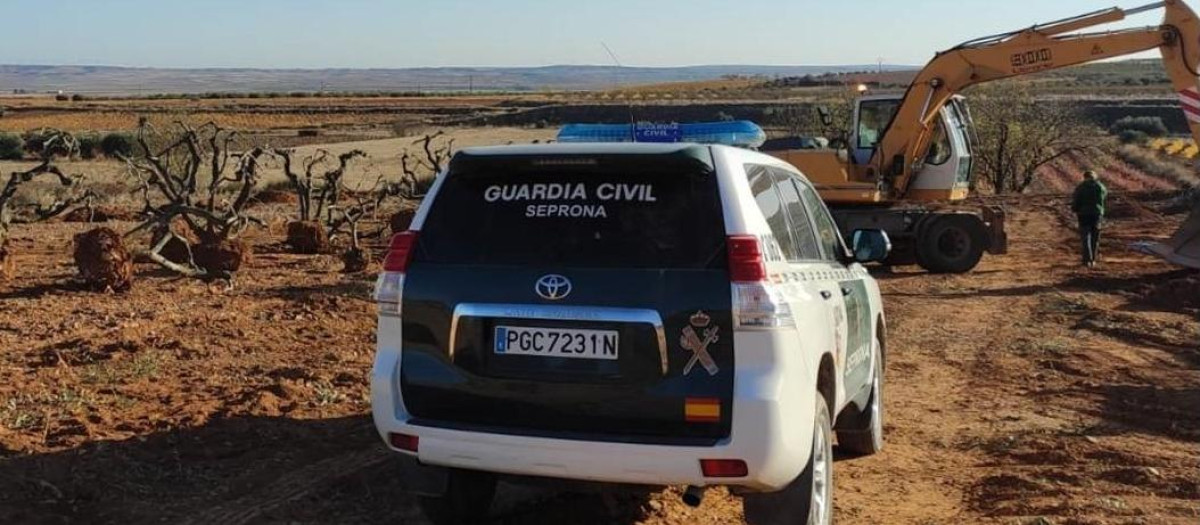 Agentes del Seprona intervienen la extracción de olivos para comercializarlos sin permiso