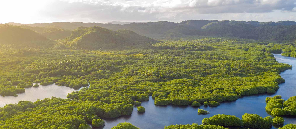 Archipiélago de Anavilhanas, en el estado de Amazonas (Brasil)