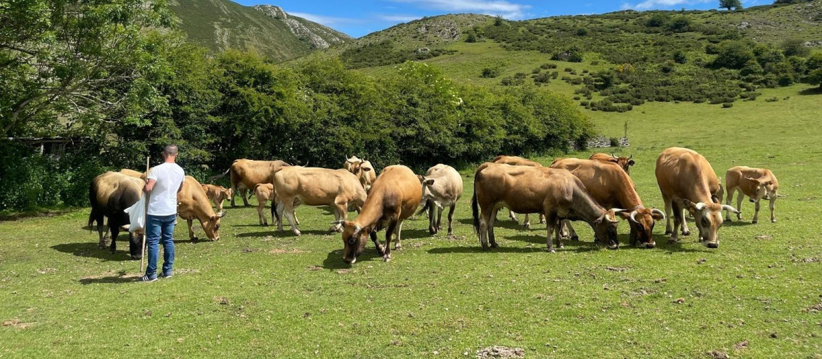 Ganadería bovina de extensivo en Asturias