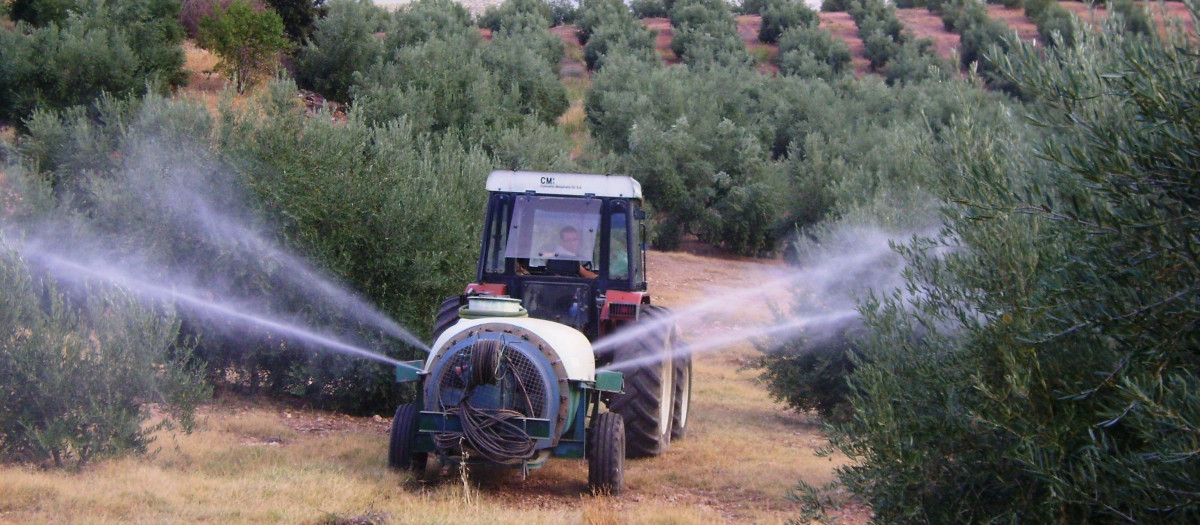 Tratamiento terrestre contra contra la plaga de la mosca del olivo.