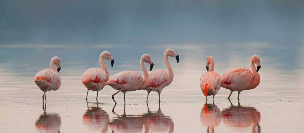 Imagen de archivo de un grupo de flamencos