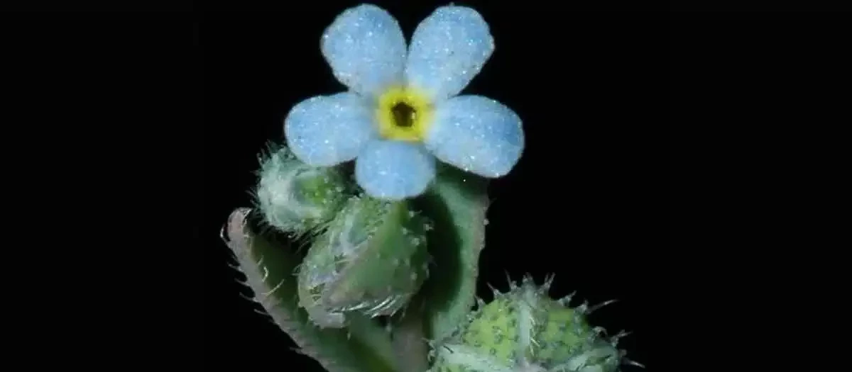 Ejemplar de la planta 'Nomevés'