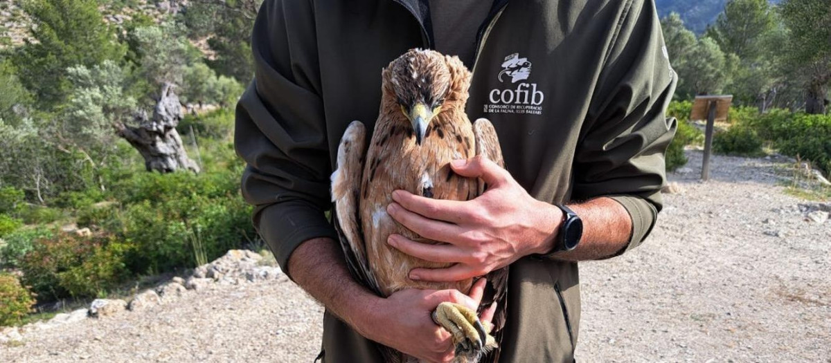 Liberado un ejemplar de águila en peligro de extinción en Mallorca
REMITIDA / HANDOUT por CONSELLERIA D'AGRICULTURA, PESCA I MEDI NATURAL
Fotografía remitida a medios de comunicación exclusivamente para ilustrar la noticia a la que hace referencia la imagen, y citando la procedencia de la imagen en la firma
14/5/2025