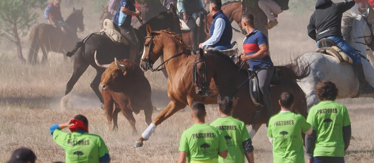 Celebración del festejo popular del Toro de la Vega en Tordesillas
