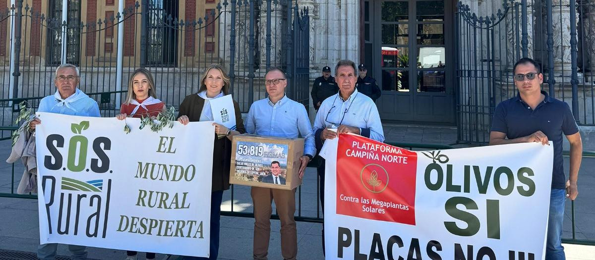 55.000 firmas para parar la tala masiva de olivos centenarios en Jaén