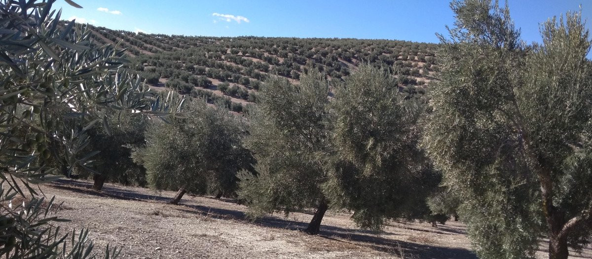 Olivar en Andalucía