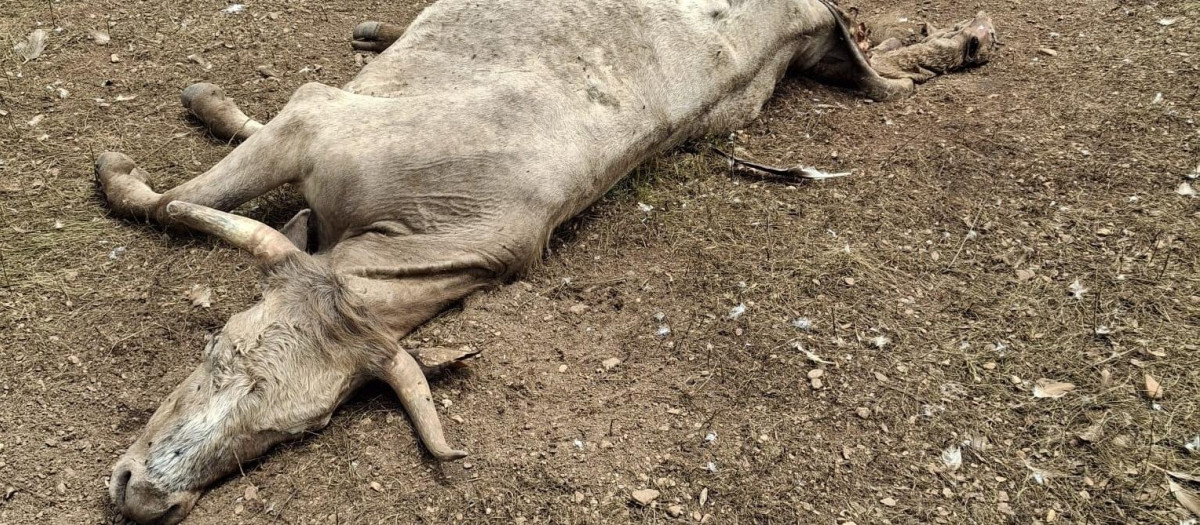 Imagen de la vaca muerta
REMITIDA / HANDOUT por ASAJA
Fotografía remitida a medios de comunicación exclusivamente para ilustrar la noticia a la que hace referencia la imagen, y citando la procedencia de la imagen en la firma
16/5/2025