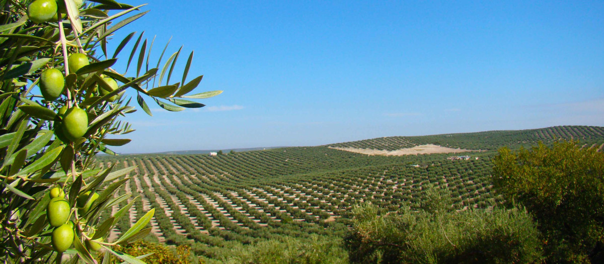 Olivos en Jaén