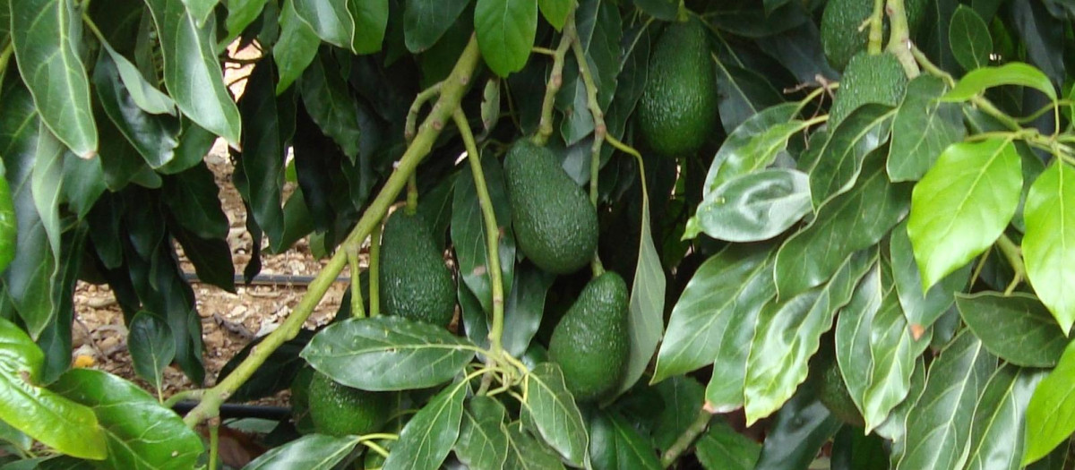 Aguacates de la variedad Lamb Hass en la Comunidad Valenciana