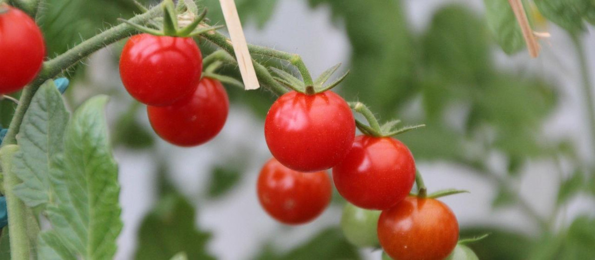 Imagen de recurso de tomates cherry