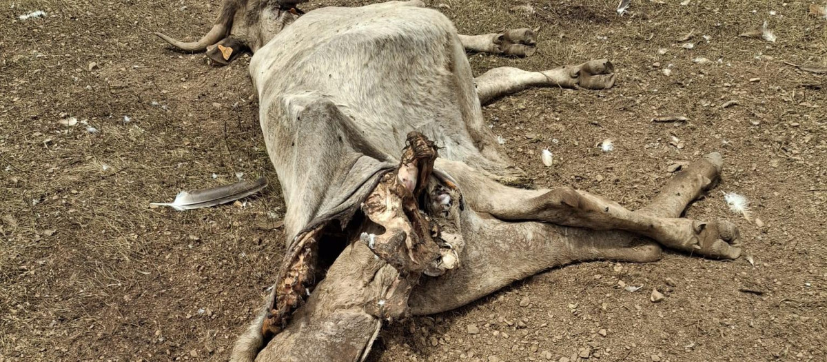 Una vaca y su ternero muertos, en Salamanca