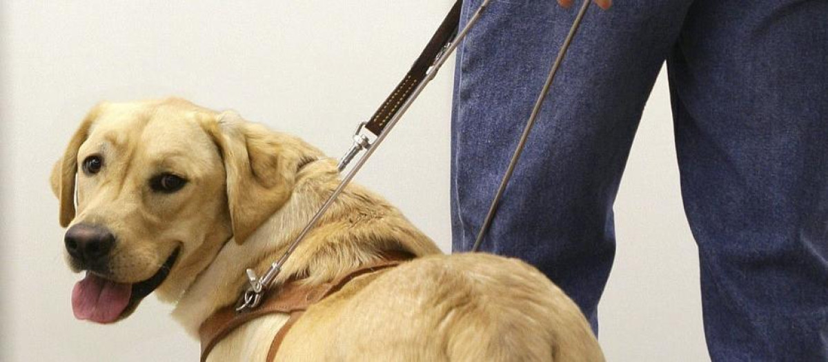 Imagen de un perro guía