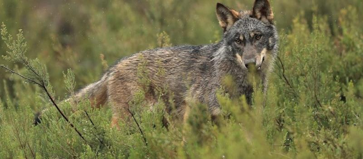 Un lobo ibérico