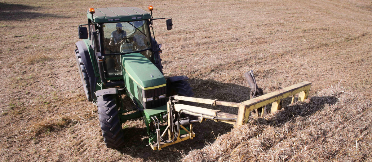 Siega de trigo destinado a la alimentación de una ganadería de vacuno de leche en Galicia