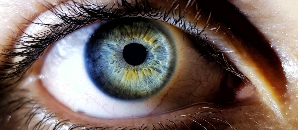 Ojo humano