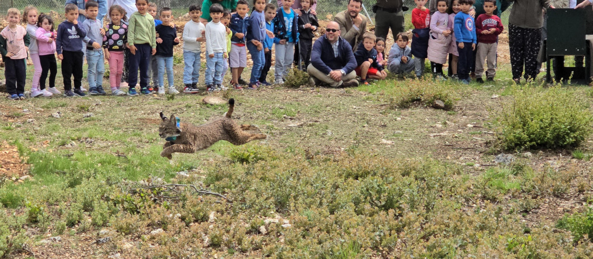 El Gobierno regional llevA a cabo la primera translocación entre comunidades autónomas de un ejemplar de lince ibéricode Astudillo en Palencia.

REMITIDA / HANDOUT por JCCM
Fotografía remitida a medios de comunicación exclusivamente para ilustrar la noticia a la que hace referencia la imagen, y citando la procedencia de la imagen en la firma
02/6/2025