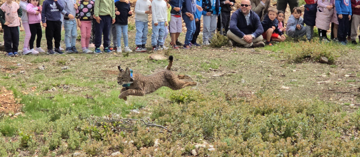 El Gobierno regional llevA a cabo la primera translocación entre comunidades autónomas de un ejemplar de lince ibéricode Astudillo en Palencia.

REMITIDA / HANDOUT por JCCM
Fotografía remitida a medios de comunicación exclusivamente para ilustrar la noticia a la que hace referencia la imagen, y citando la procedencia de la imagen en la firma
02/6/2025