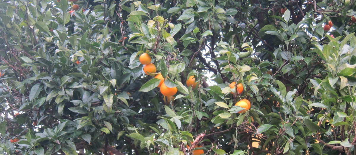 Naranjas en el árbol